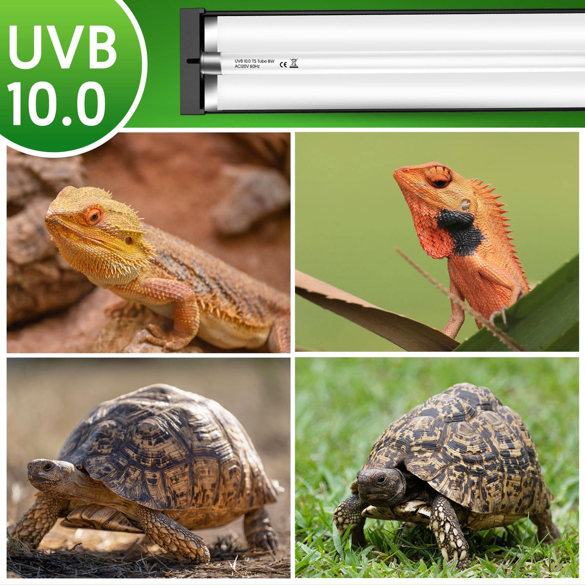 8W UVB Reptile Light Fixture Combo Kit N760